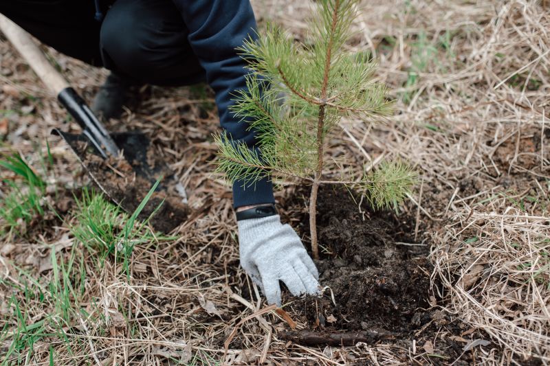 Pine Tree Planting in Honolulu, HI