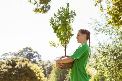 Pine Tree Planting in Honolulu, HI