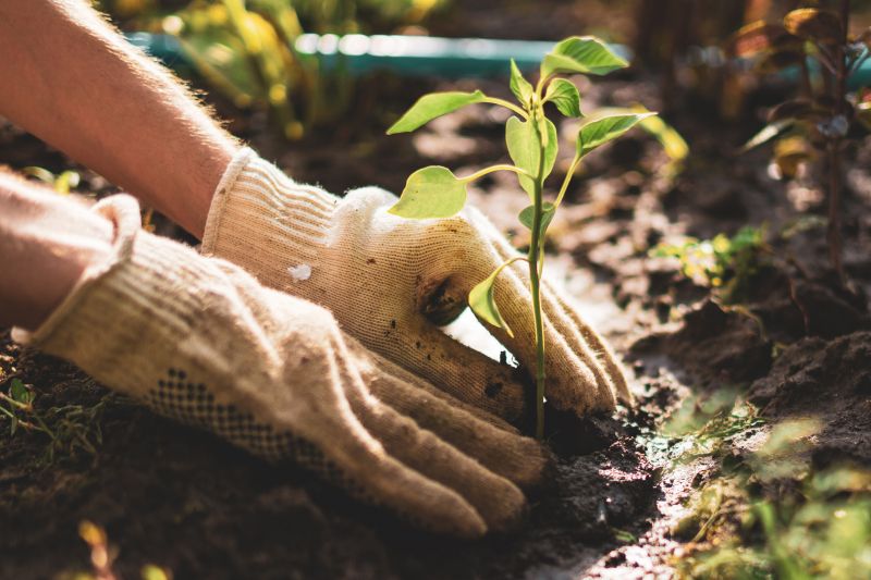 Plant Replacement in Ventura County, CA