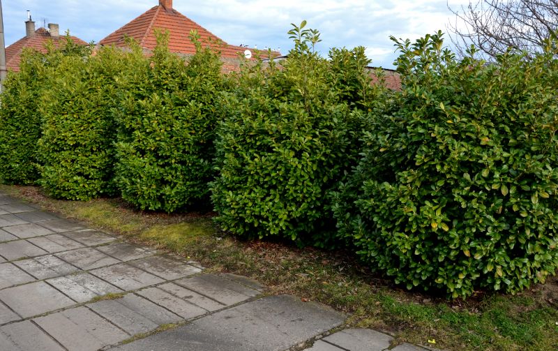 Privacy Shrub Planting in Honolulu, HI