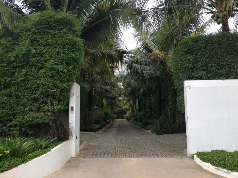 Privacy Trees Planting in Honolulu, HI