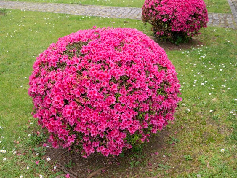 Rhododendron Pruning in Honolulu, HI