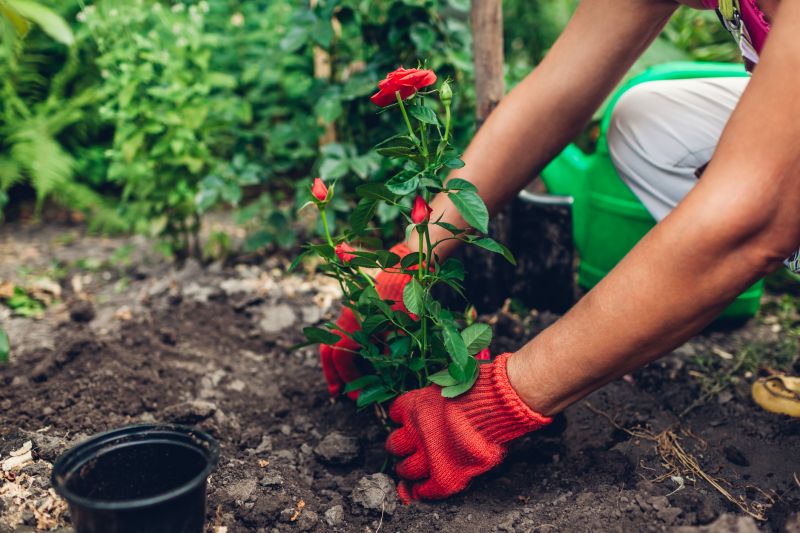 Rose Bush Planting in Honolulu, HI