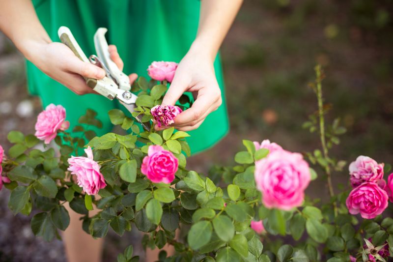 Rose Bush Pruning in Honolulu, HI