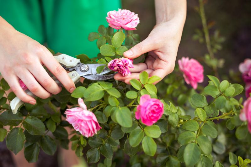 Rose Bush Pruning in Honolulu, HI