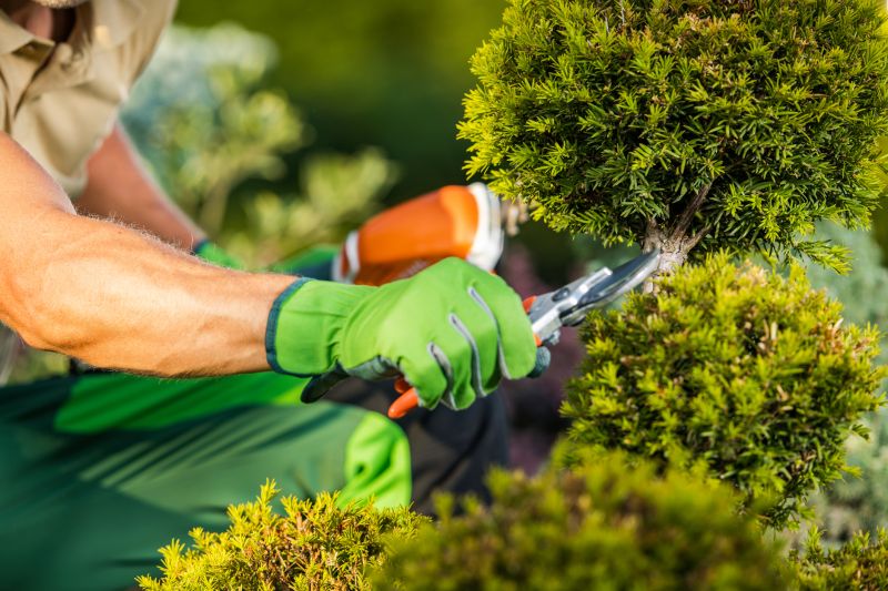 Rose Bush Pruning in Honolulu, HI