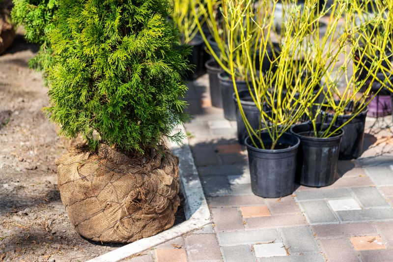 Shrub Installation in Ventura County, CA