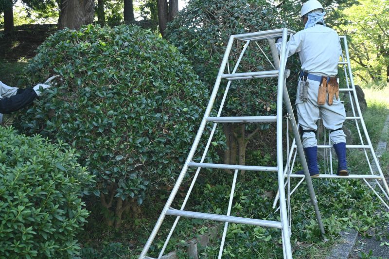 Shrub Shaping in Honolulu, HI