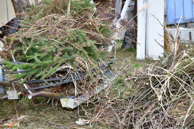 Tree Branches Removal in Ventura County, CA