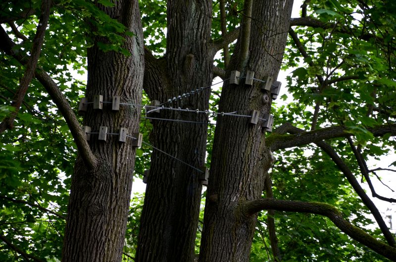 Tree Cabling Service in Reno, NV