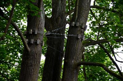 Tree Cabling Service in Reno, NV