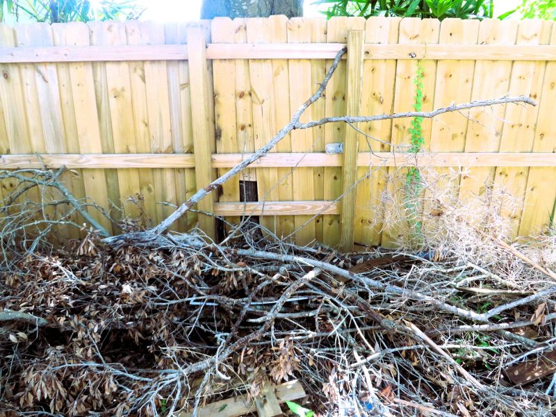 Tree Debris Removal in Honolulu, HI