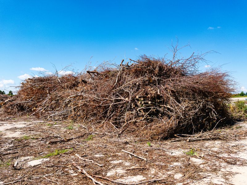 Tree Debris Removal in Honolulu, HI