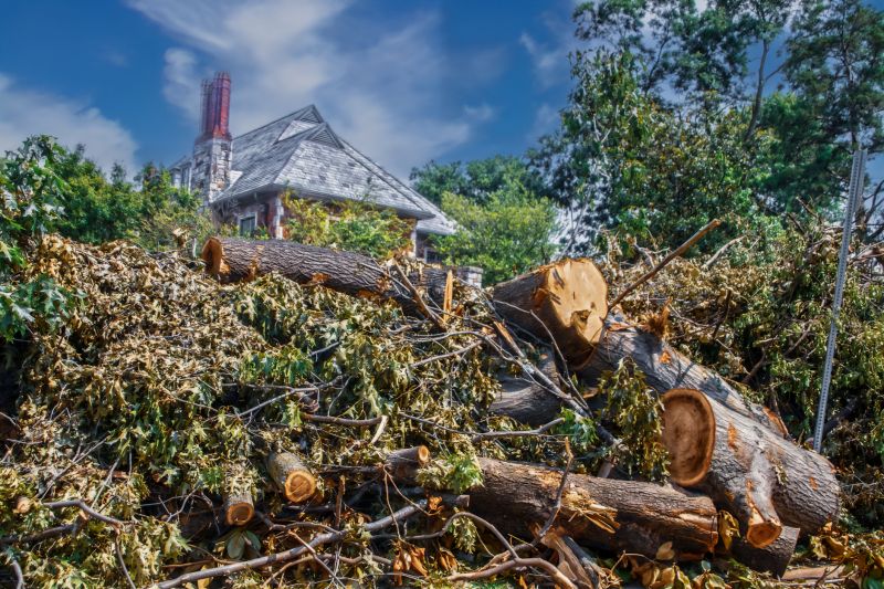 Tree Limb Cleanup in Ventura County, CA