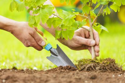 Tree Planting Service in Ventura County, CA