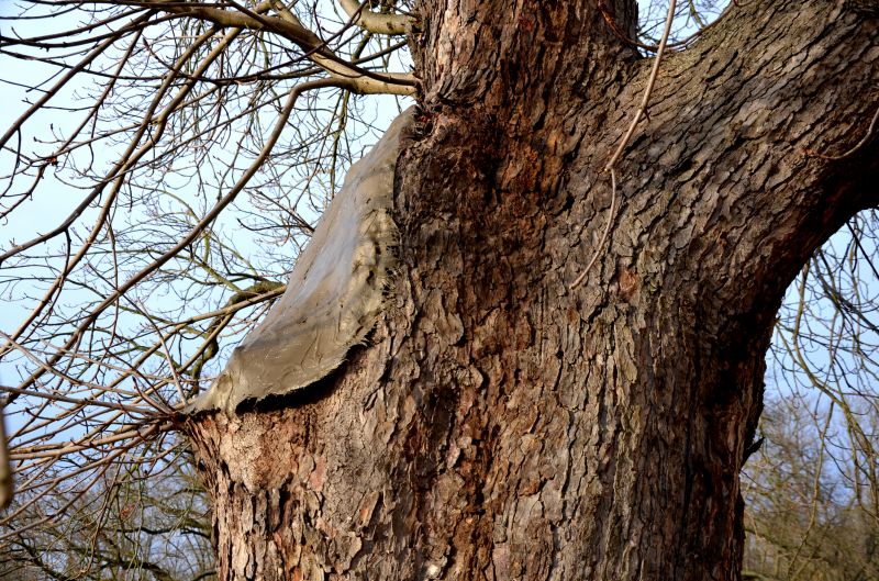Tree Repair in Reno, NV