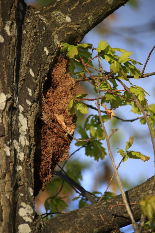 Tree Repair in Reno, NV