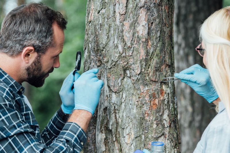 Tree Repair in Reno, NV