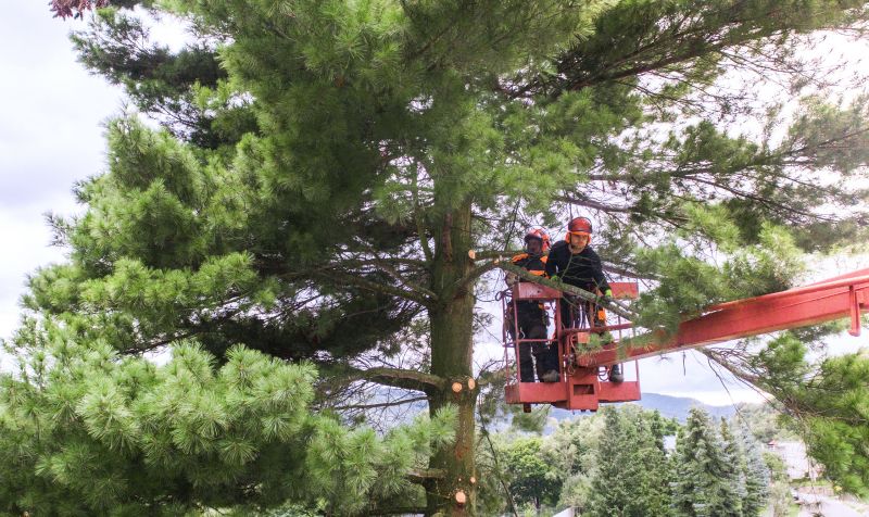Tree Straightening Service in Reno, NV
