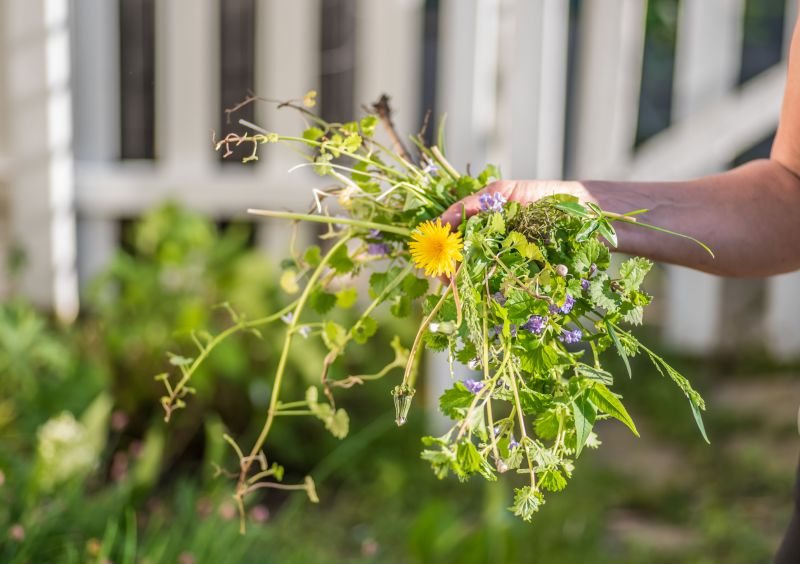 Tumbleweed in Spring