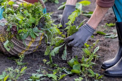 Weeding Service in Rockwall, TX