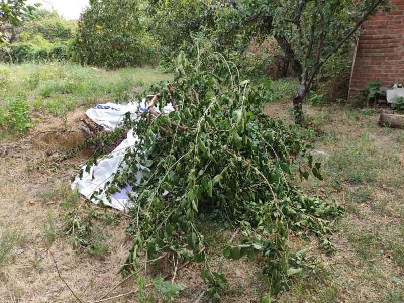 Yard Debris Removal in Ventura County, CA